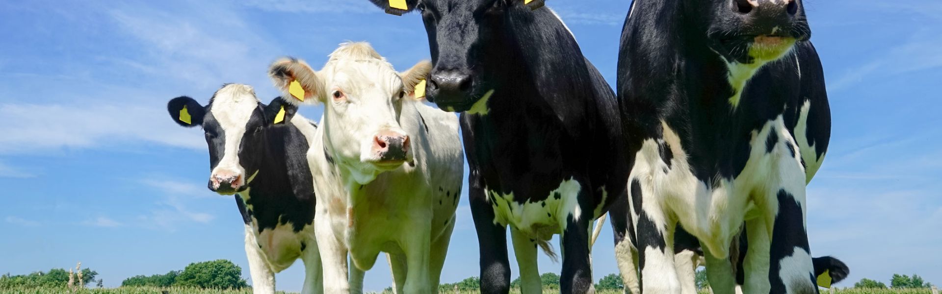 Vaches dans un pré