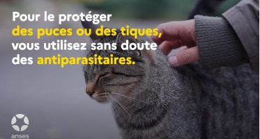 antiparasitaire animaux